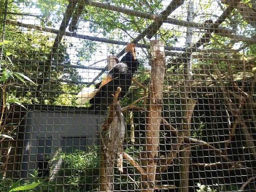 101PARC AUX OISEAUX DANS L AIN 2016 1_000044.jpg